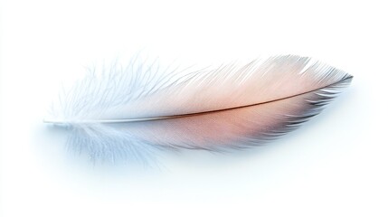 Obraz premium Single Delicate White and Brown Feather Isolated on White Background