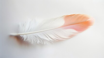 Obraz premium Soft White Feather with Pink and Orange Tip on White Background