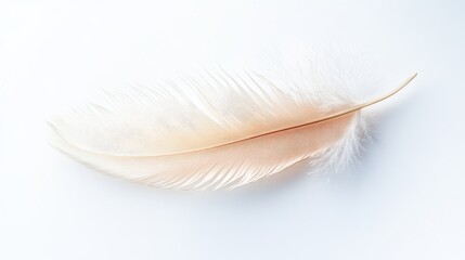 Obraz premium Single Delicate Light Brown Feather on White Background