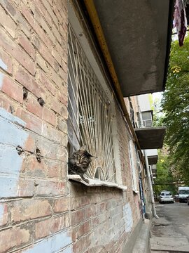 Funny cat looks out of the window of a multi-storey building

cat, animals, mongrel, window, house, funny, fluffy, shabby building, city, street, mustach