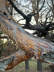Fototapeta premium The resin flows through the large pine branches 