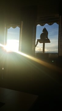 Cat posing in the sunlight