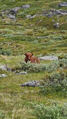 Cow enjoying life in a grass field