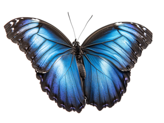 a blue butterfly with black wings