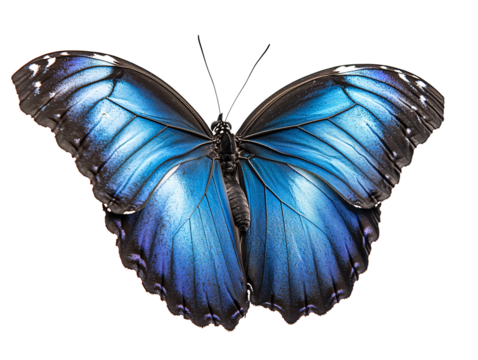 a blue butterfly with black wings