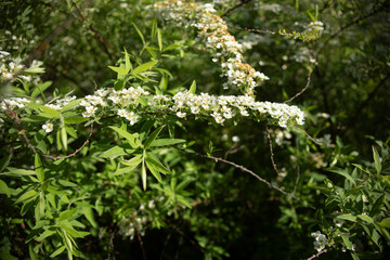 Plants in the forest. Nature in summer. Forest thicket.