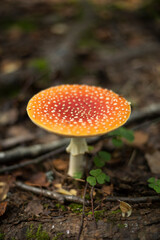 Red fly in the forest. Mushroom in the forest. A fly agaric mushroom.