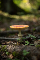 A fly agaric in the forest. Red fly agaric in autumn in the forest. Mushroom causing an alteration of consciousness.