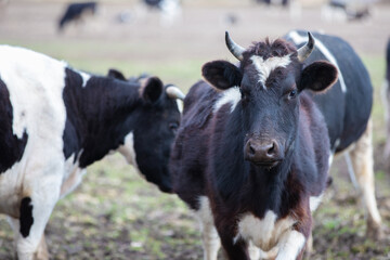 A cow with a white face stands in a field with other cows. The cow is dirty and has a black and white coat