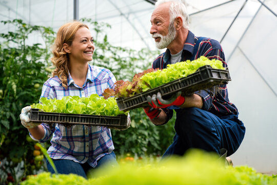 Farmer workers harvesting lettuce and vegetables from the greenhouse. Farm people lifestyle concept