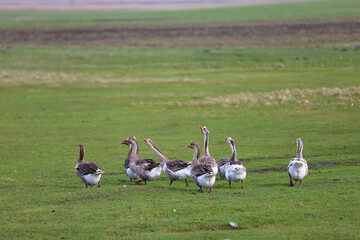 Geese graze on a green meadow. A flock of domestic geese walks one after another across the field.