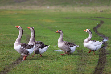 Geese graze on a green meadow. A flock of domestic geese walks one after another across the field.