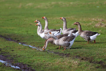 Geese graze on a green meadow. A flock of domestic geese walks one after another across the field.