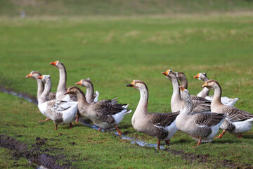 Geese graze on a green meadow. A flock of domestic geese walks one after another across the field.