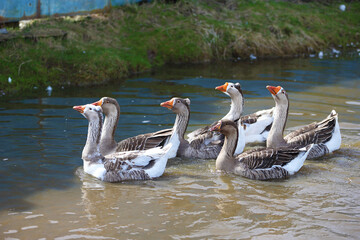 Geese with orange beaks swim in a man-made pond with murky water on a summer day in a farmyard.