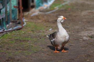 A domestic goose walks around the farm yard.