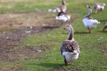 A flock of domestic geese follow each other to the pasture.