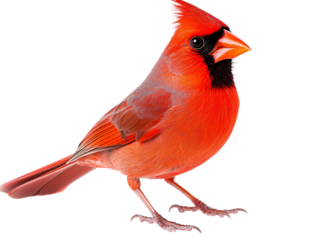 a red bird with black and orange feathers