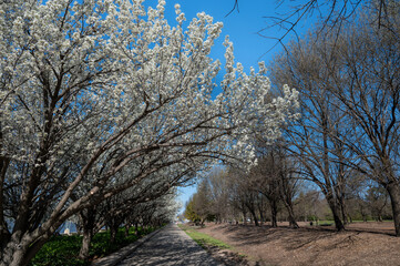 The photo showcases the beautiful scenery on both sides of the Lake Burley Griffin