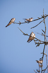 Schwalbengruppe auf Zweigen