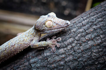 Exploring the unique reptile life at a park in Madagascar during a sunny afternoon