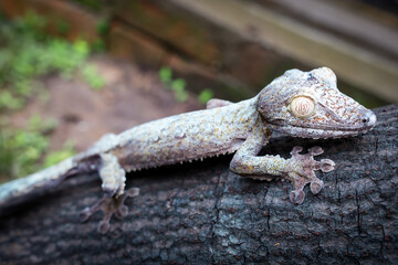 Discovering unique reptiles at a reptile park in Madagascar during a sunny afternoon