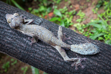 Lizards and reptiles in their natural habitat at the Reptile Park in Madagascar during a sunny afternoon