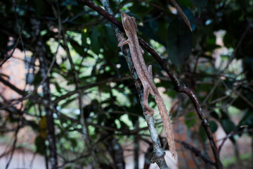 Exploring the diverse reptile life at a reptile park in Madagascar during a sunny day