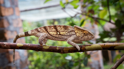 Exploring the unique chameleons of Madagascar at the Reptile Park in vibrant natural surroundings
