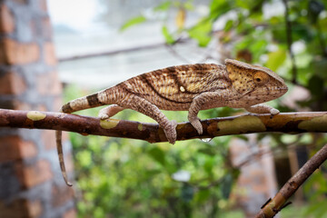 Discover the diverse reptiles at a Madagascar park showcasing unique chameleons in their natural habitat