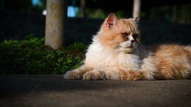 A street cat laying on the road in summer season 