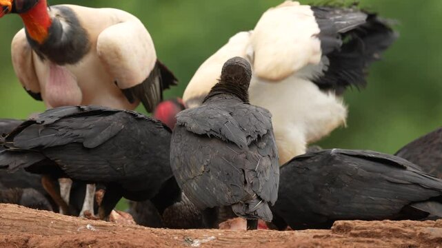 King vulture, Sarcoramphus papa, with carcas and black vultures. Red head bird, forest in the background. Wildlife scene from tropical nature. Condors and dead cow. Animal feeding behaviour.