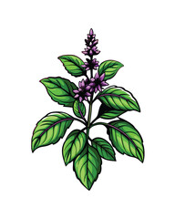 A close-up illustration of holy basil (tulsi) in bloom with green leaves and purple flowers.