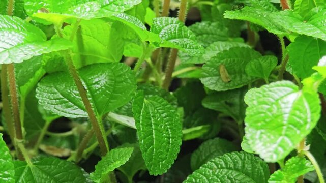 Creeping Charlie or Pilea nummulariifolia also known as Aaron's beard.