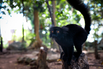 Black lemur perched on a stump amidst the lush greenery of Madagascar during the day