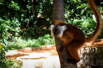 Black lemur resting on a tree in the lush forests of Madagascar during daytime hours