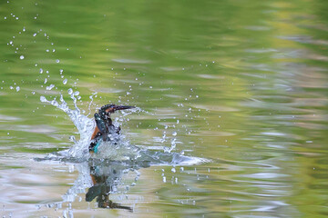 Common kingfisher is playing happily in the pond.