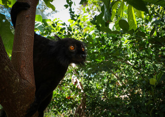 Black lemur perched on a tree branch in Madagascar's lush green forest during daylight hours
