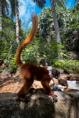 Obraz premium Black lemur exploring tropical habitat in Madagascar, showcasing its distinctive coloring and agile behavior in daylight