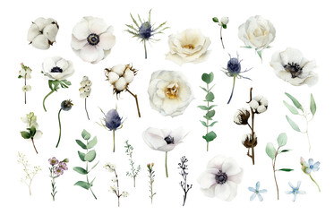 Watercolor winter floral elements set with white anemone flowers, cotton, sea holly, rose, eucalyptus, snowberry, tweedia isolated. Hand-drawn botanical illustrations collection