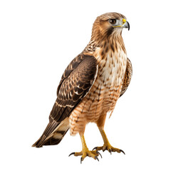 Fototapeta premium hawk bird transparent background 