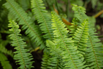 A bunch of tropical green leaves are on the ground.