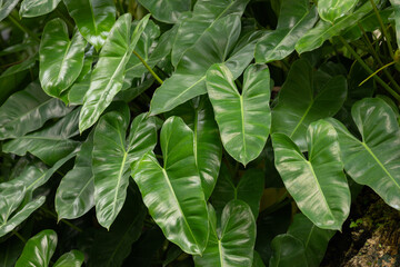 Obraz premium A lush green plant with large leaves