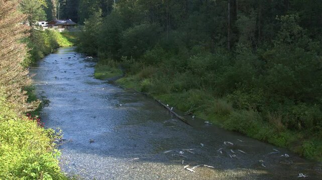 Calm sunny day at Fish Creek Wildlife Viewing area at Hyder, Alaska