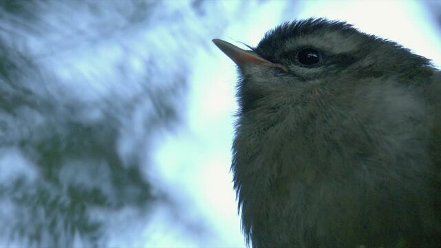Low angle closeup: Young Warbler chick fluffs feathers against cold day