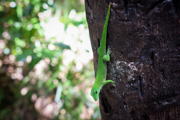 Bright green lizard climbing a tree in the lush forests of Madagascar during daylight hours