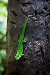 A vibrant green lizard climbs a tree trunk in the lush rainforests of Madagascar, showcasing its natural habitat and vivid coloration