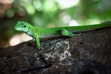 Vibrant green lizard basking on a log in the lush forests of Madagascar during the daytime