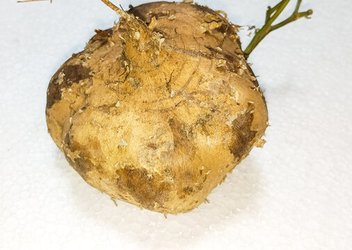 jicama fruit on white background