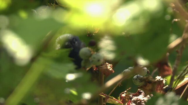 Peek-a-boo shot of Yellow-rumped Warbler bird hiding in green foliage